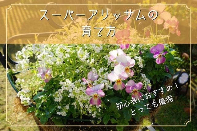 最強の多年草 スーパーアリッサムのご紹介 初心者にもオススメ Shiroとkuroの曜日ブログ