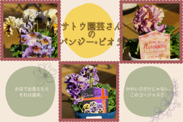 パンジー ビオラ サトウ園芸さんのパンジー ビオラの植え付け Shiroとkuroの曜日ブログ