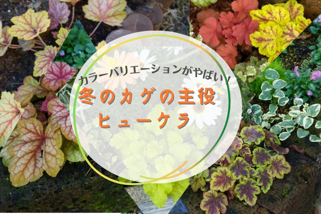 冬の花壇のカゲの主役 バリエーション豊富なヒューケラをご紹介 Shiroとkuroの曜日ブログ