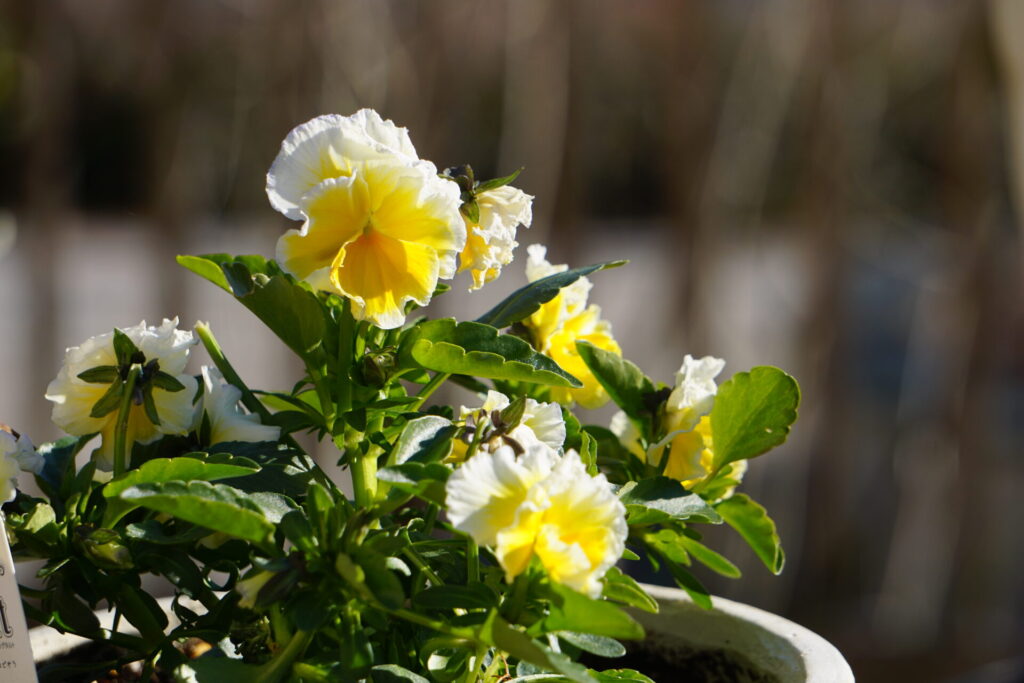サトウ園芸のエッグタルトの淡い黄色の花姿