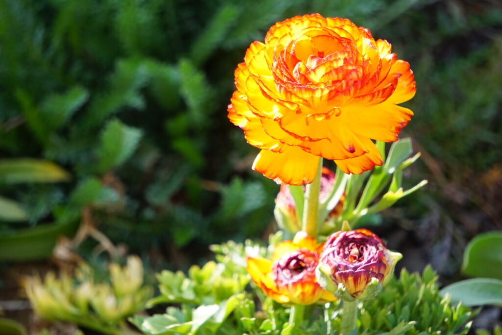 鮮やかなオレンジ色の八重咲きラナンキュラスの花