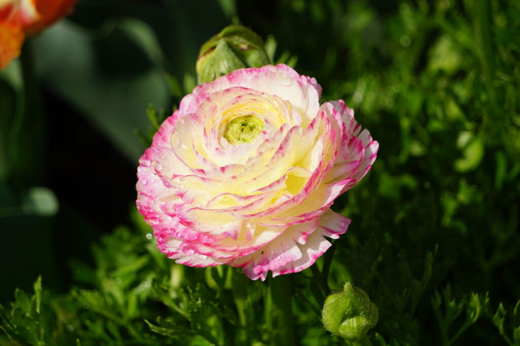 ピンクと白のグラデーションが美しいラナンキュラス