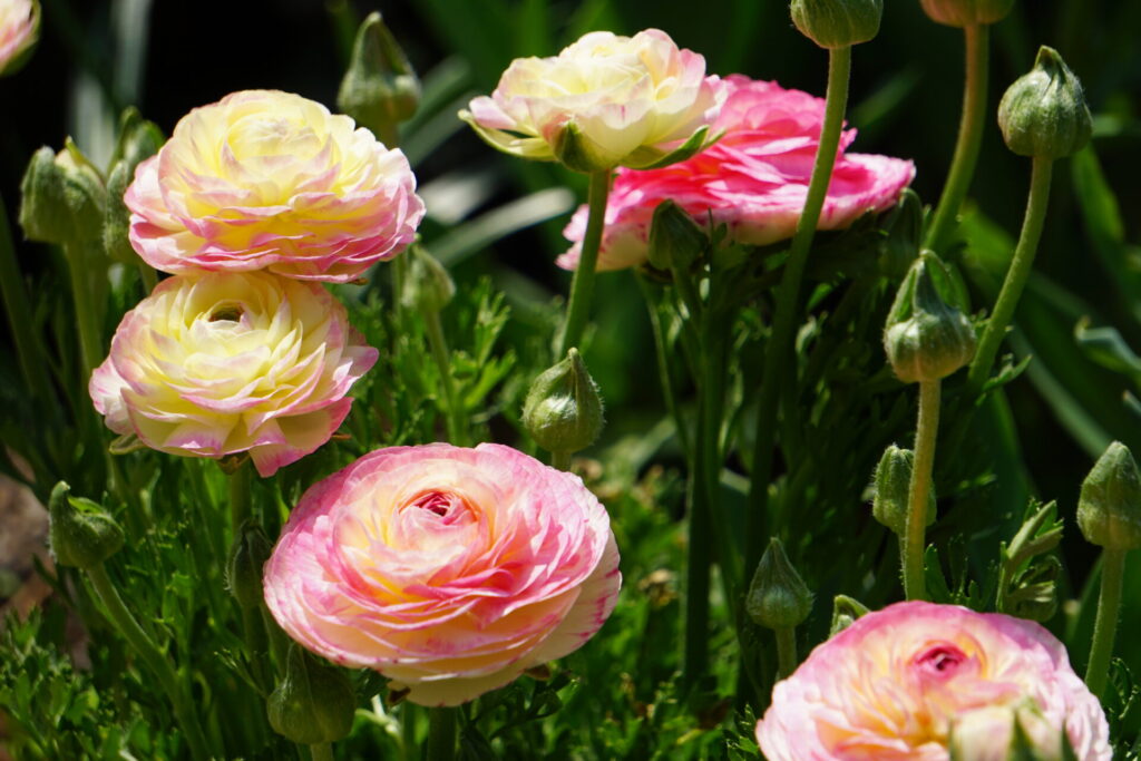 冬の屋外でたくさんの花を咲かせている元気なラナンキュラスの株
