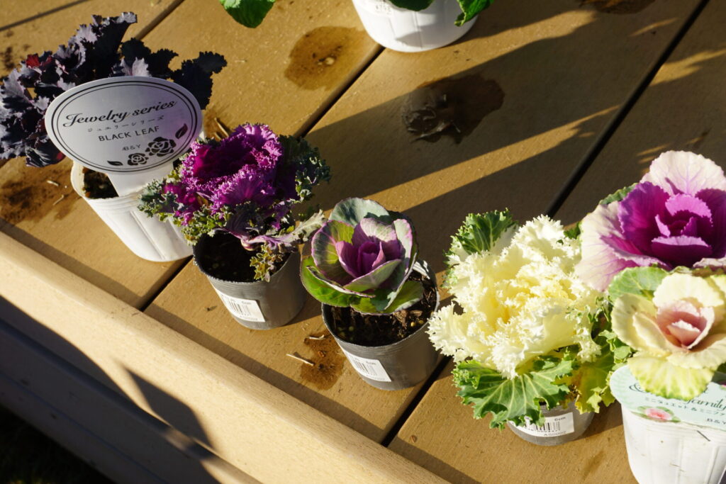 バリエーションが豊富な葉牡丹