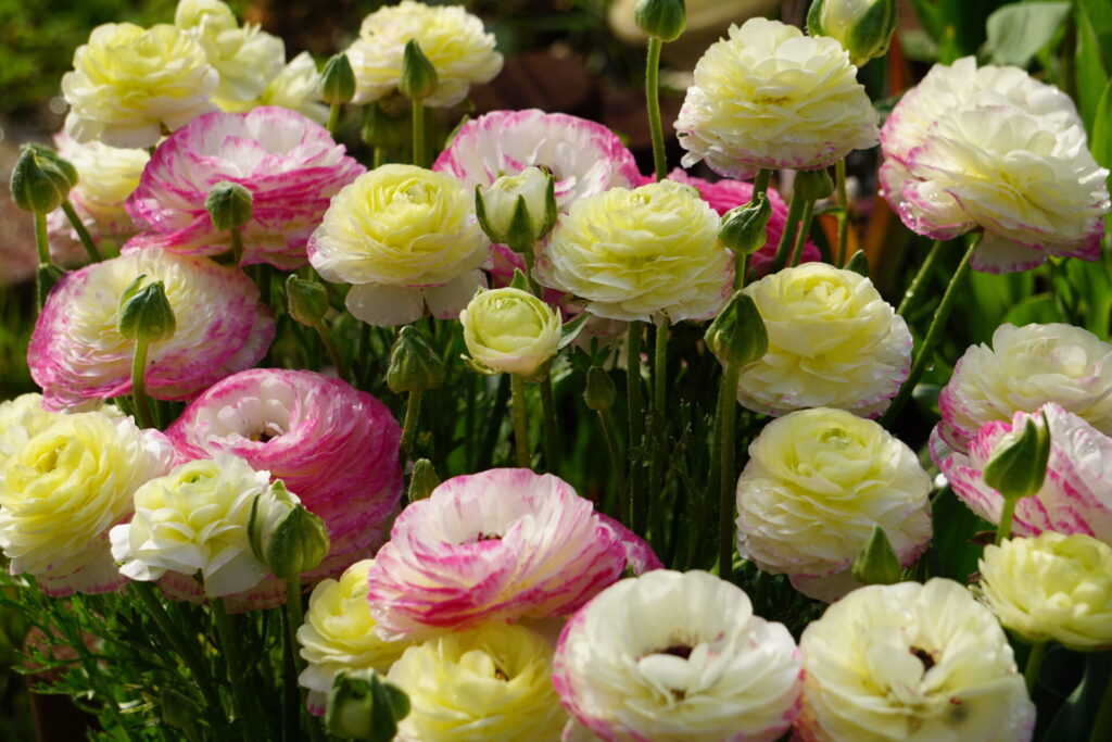 1株から無数の花が溢れるように咲いているラナンキュラス・綾リッチ