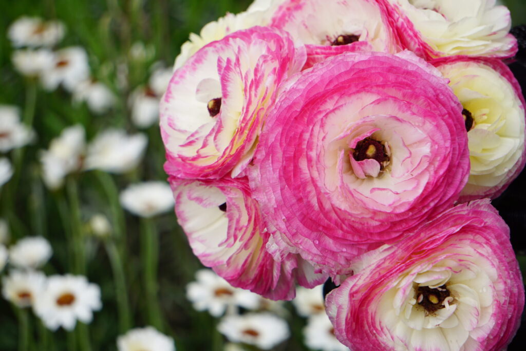 花がら摘み後の花を使い作成したラナンキュラスのブーケ