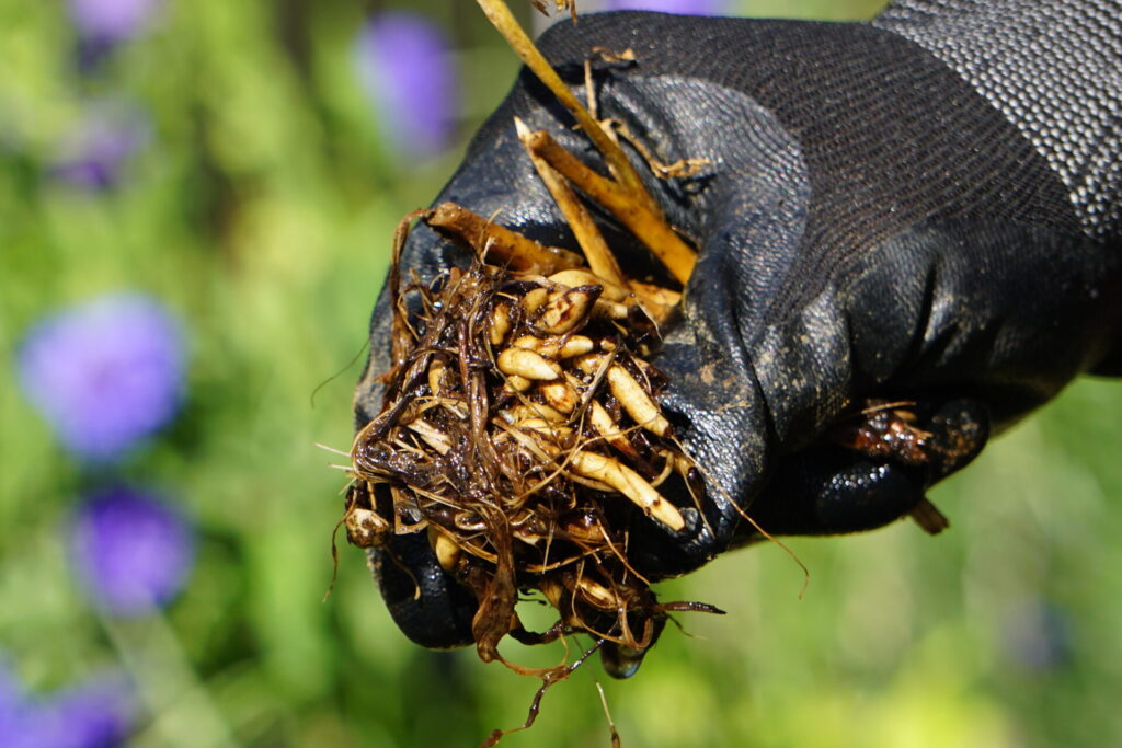夏越しのため掘り上げたラナンキュラスの球根