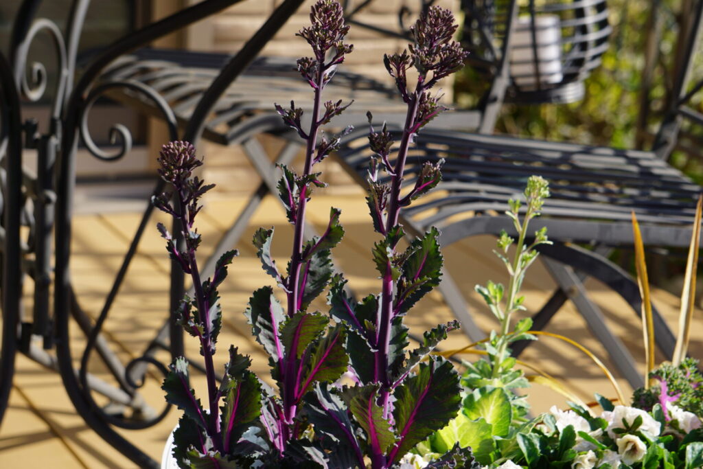 背を伸ばして花を咲かせる葉牡丹