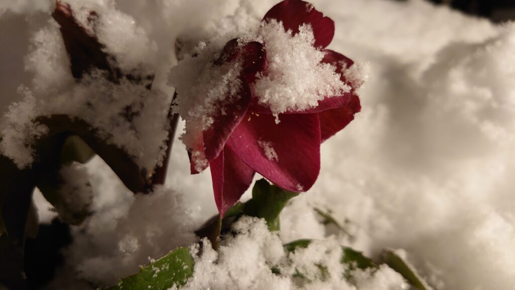 クリスマスローズ 氷の薔薇　雪