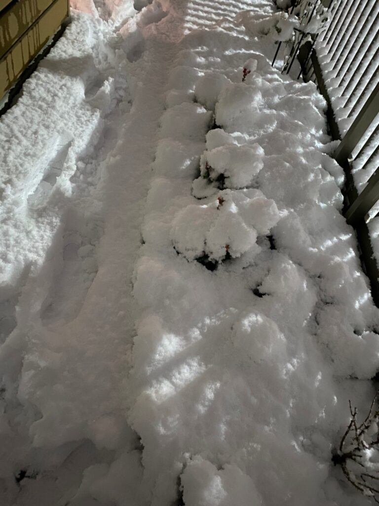 雪に埋もれたストック