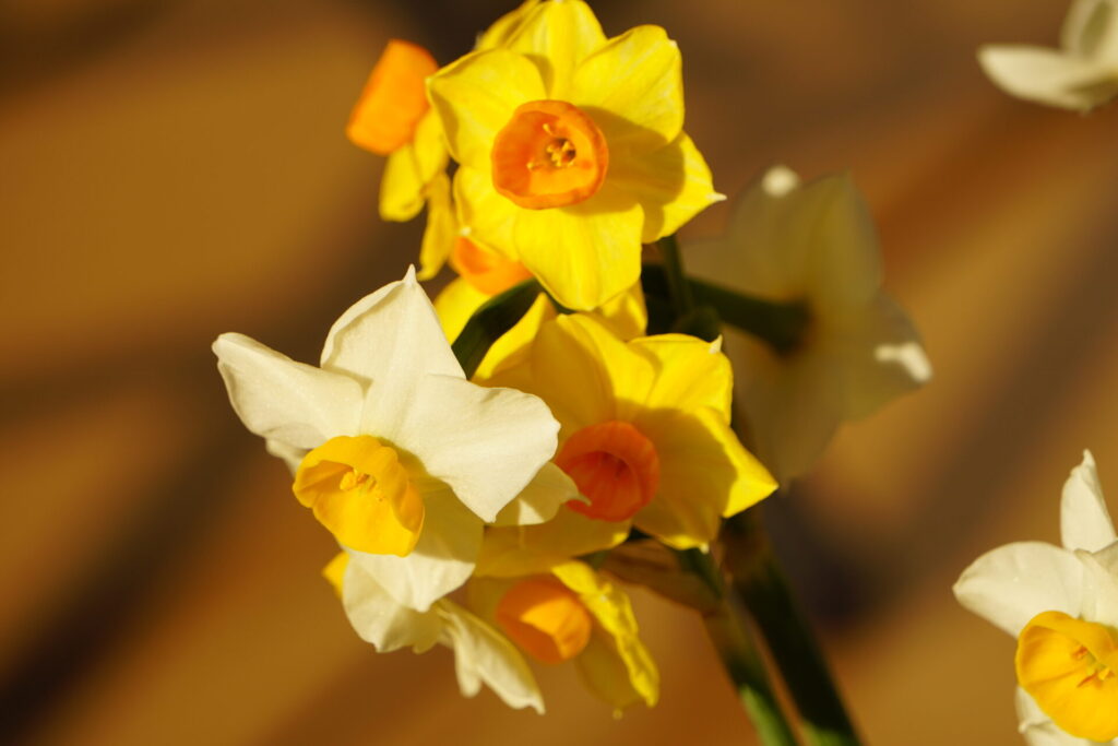 ユリが開花した様子