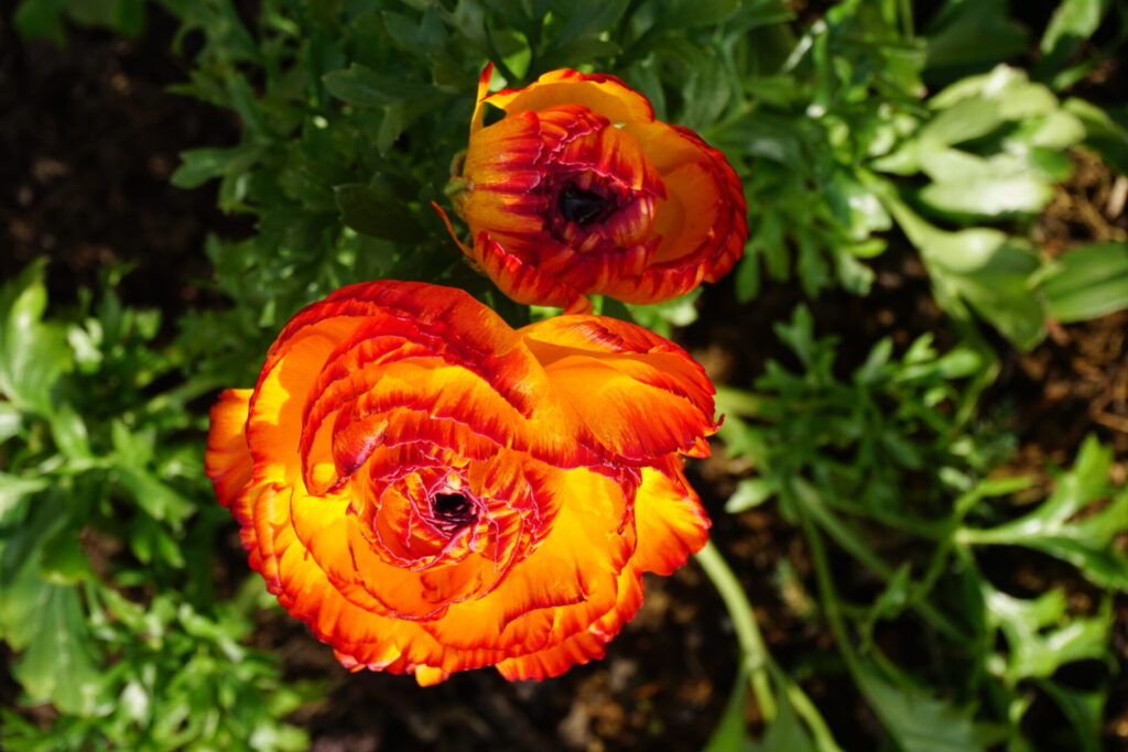 豪華な花姿のラナンキュラス