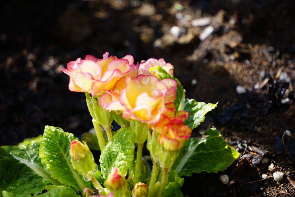 鮮やかな花色のプリムラの花