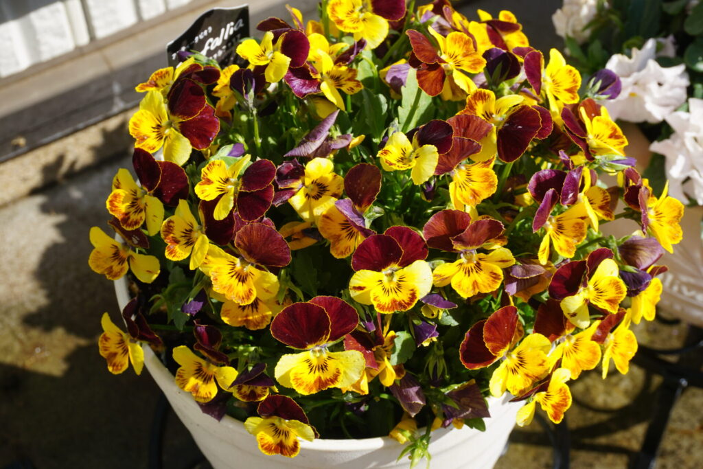 次々と花を咲かせる満開のビオラ