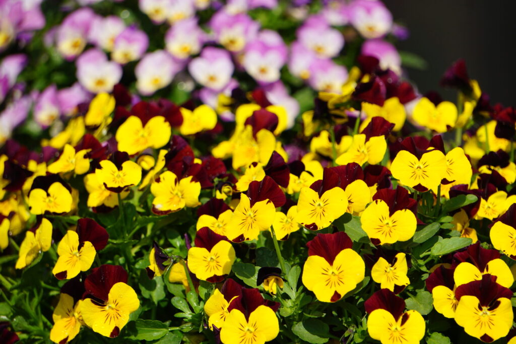 秋〜冬の代表的な一年草パンジー・ビオラ
