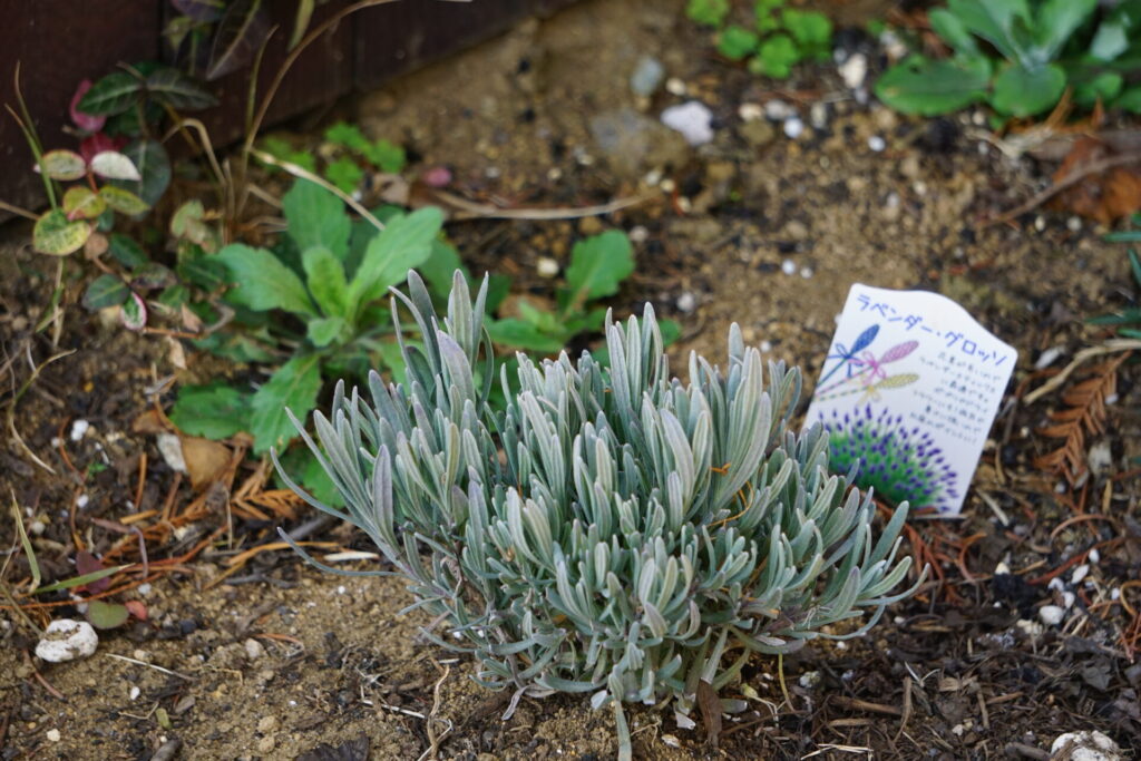 イングリッシュラベンダー