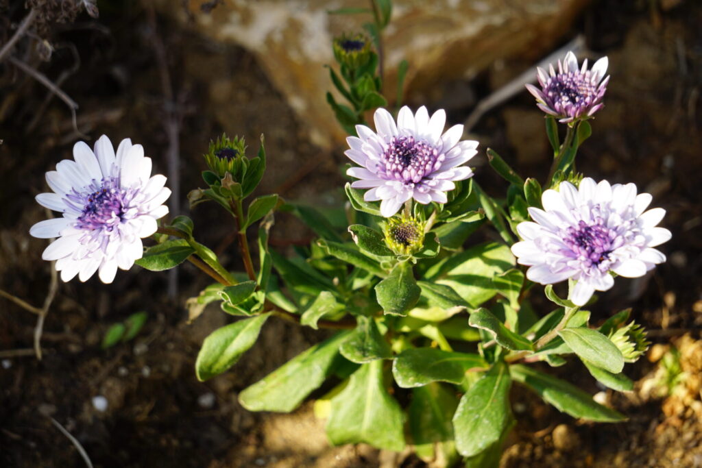 オステオスペルマムの大輪花が咲く様子