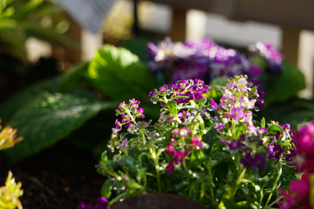 紫の小花が密に咲くアリッサム