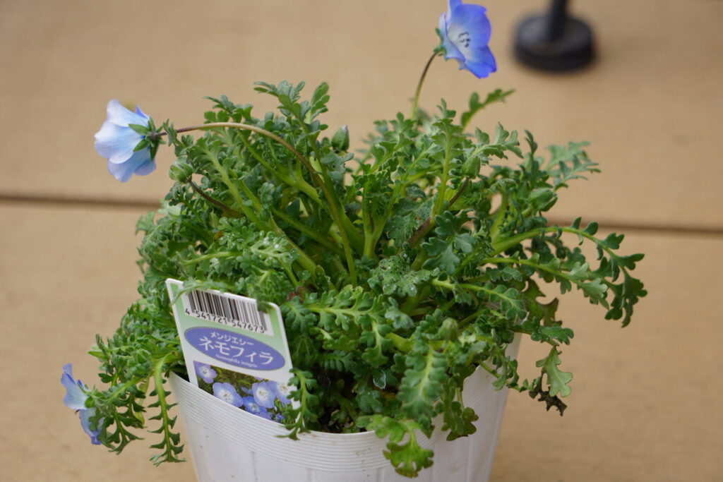 ネモフィラの花苗