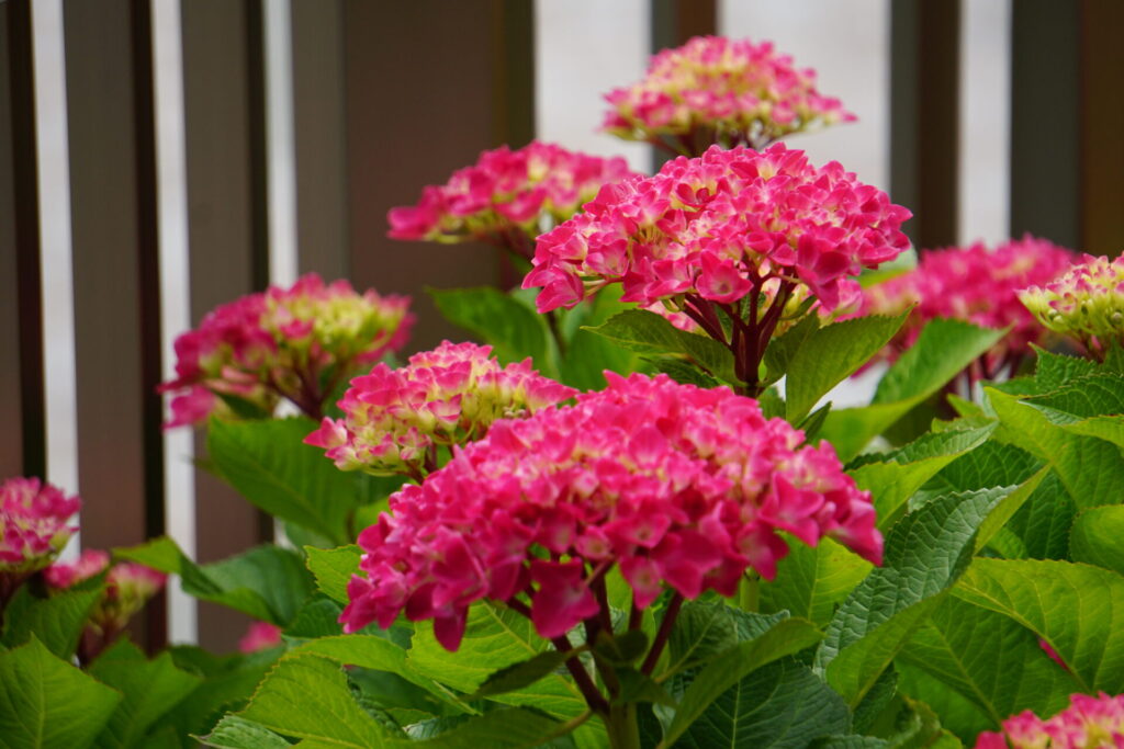 紫陽花の花のアップ写真
