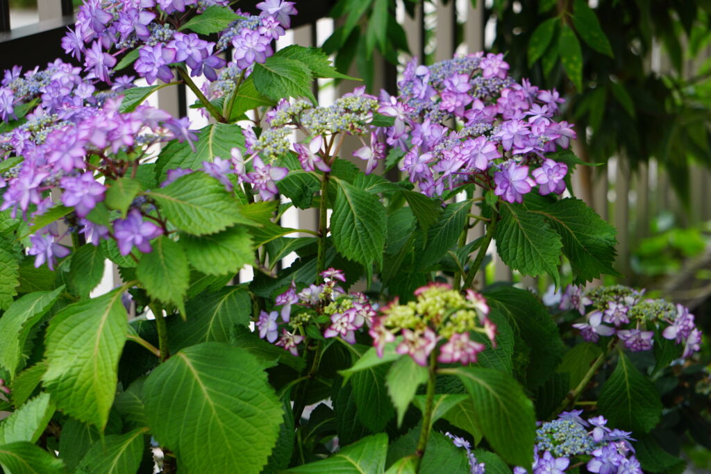 色とりどりの花を咲かせる紫陽花
