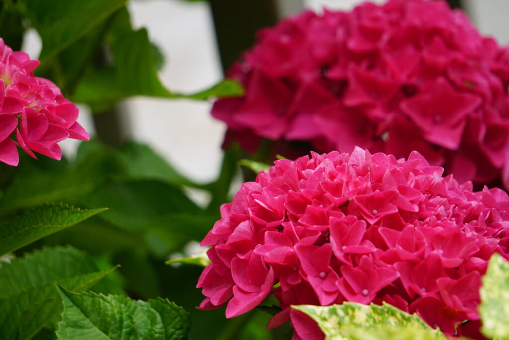 復活した紫陽花