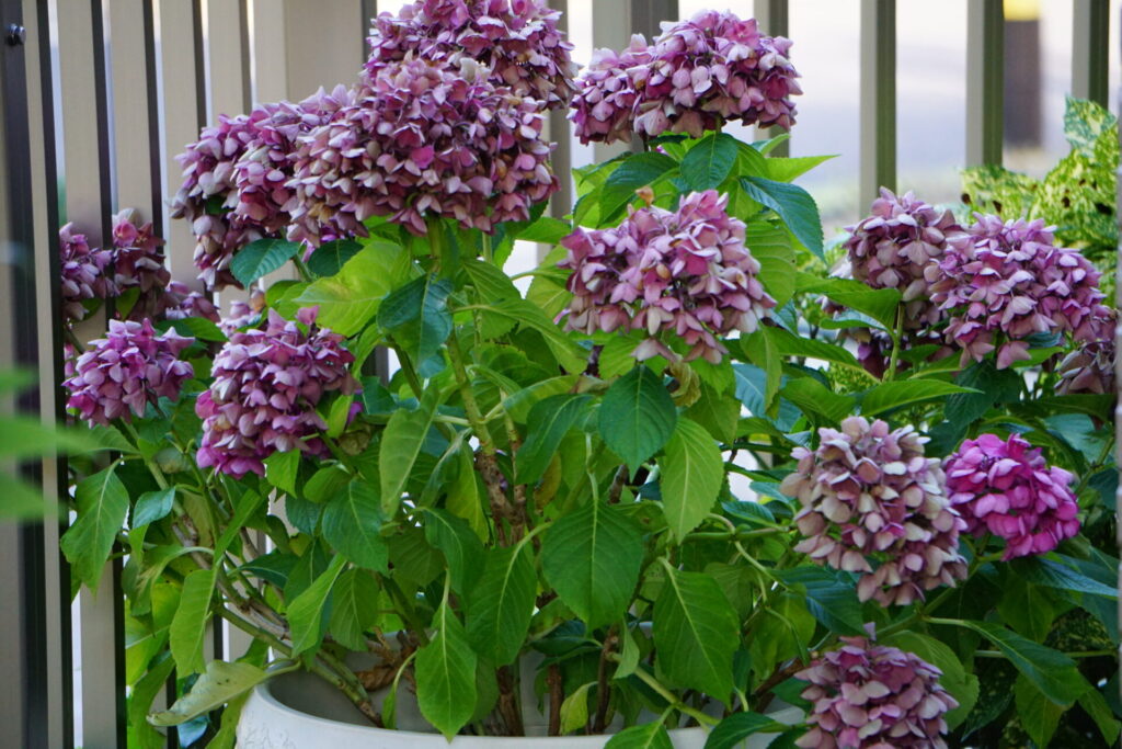 花が終わった紫陽花