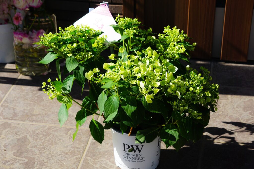 贈り物としても人気のあるラグランジア。PWさんから発売されている大人気の紫陽花です。