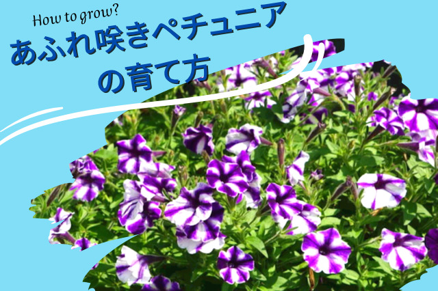 あふれ咲きペチュニアの育て方 株を覆って咲き誇る 夏のお花の定番 Shiroとkuroの曜日ブログ