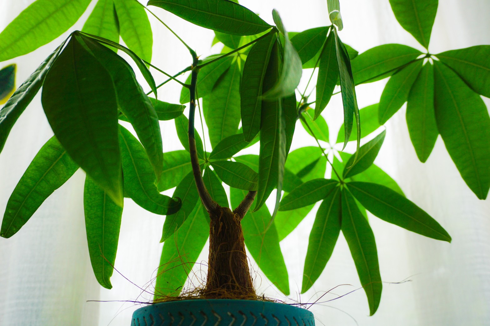 【パキラの育て方】観葉植物の超定番|失敗しない水やり・日当たり・葉が落ちる原因を解説