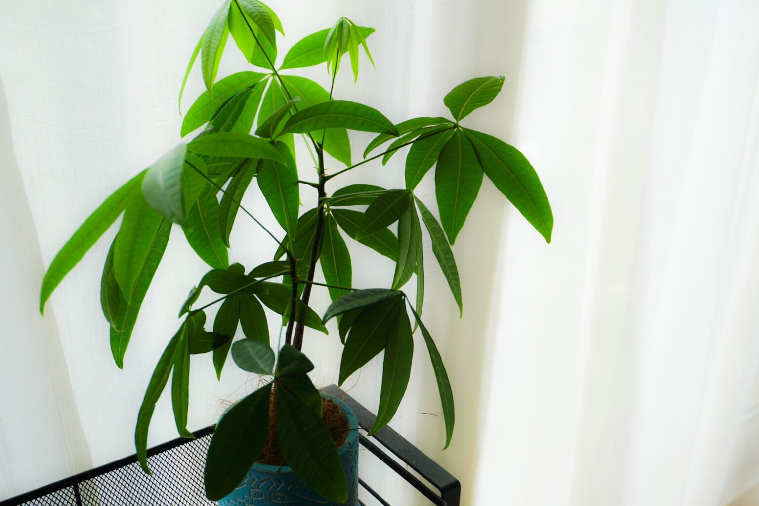 【パキラの育て方】観葉植物の超定番|失敗しない水やり・日当たり・葉が落ちる原因を解説