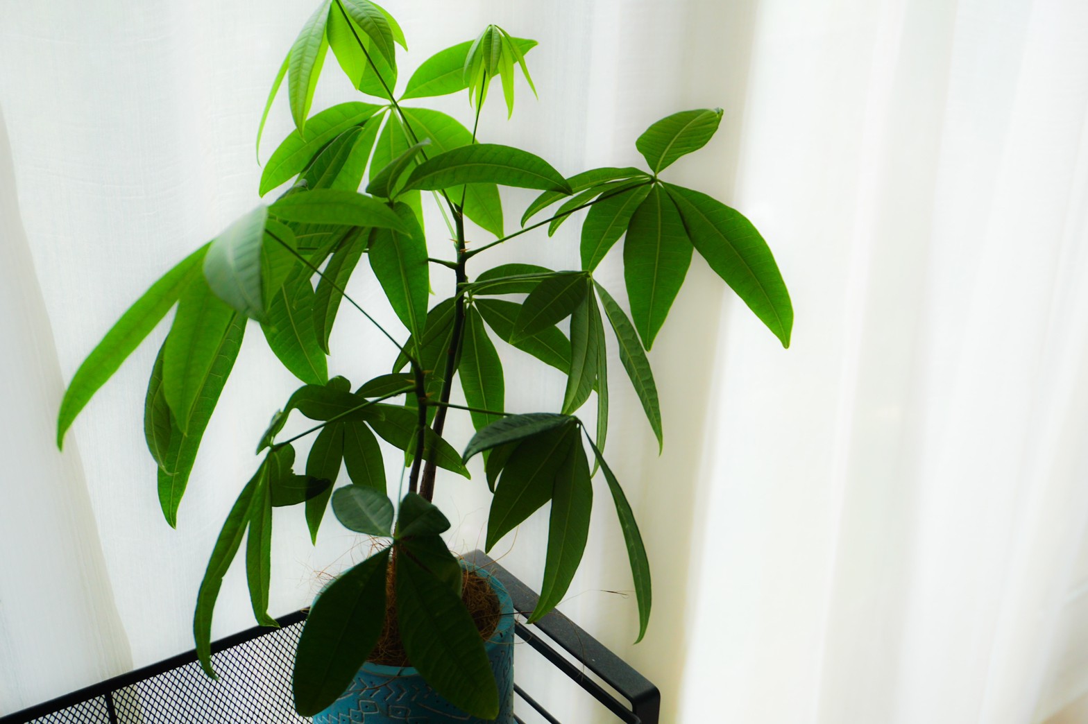 パキラの育て方 観葉植物の超定番 水やりや剪定の方法は Shiroとkuroの曜日ブログ