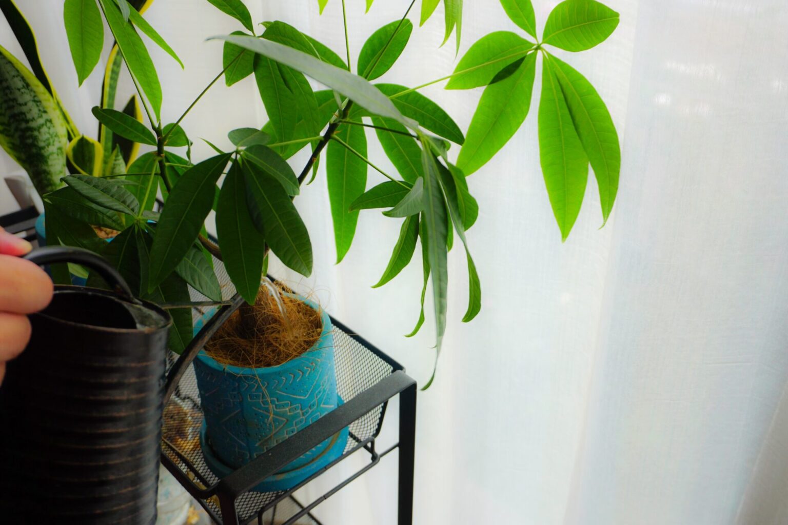 【パキラの育て方】観葉植物の超定番|失敗しない水やり・日当たり・葉が落ちる原因を解説