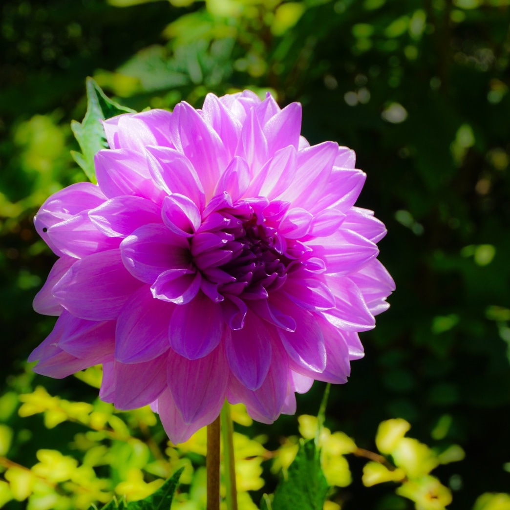 【ダリアの特徴と育て方】優雅な花姿が魅力的!花言葉や季節の注意点も解説