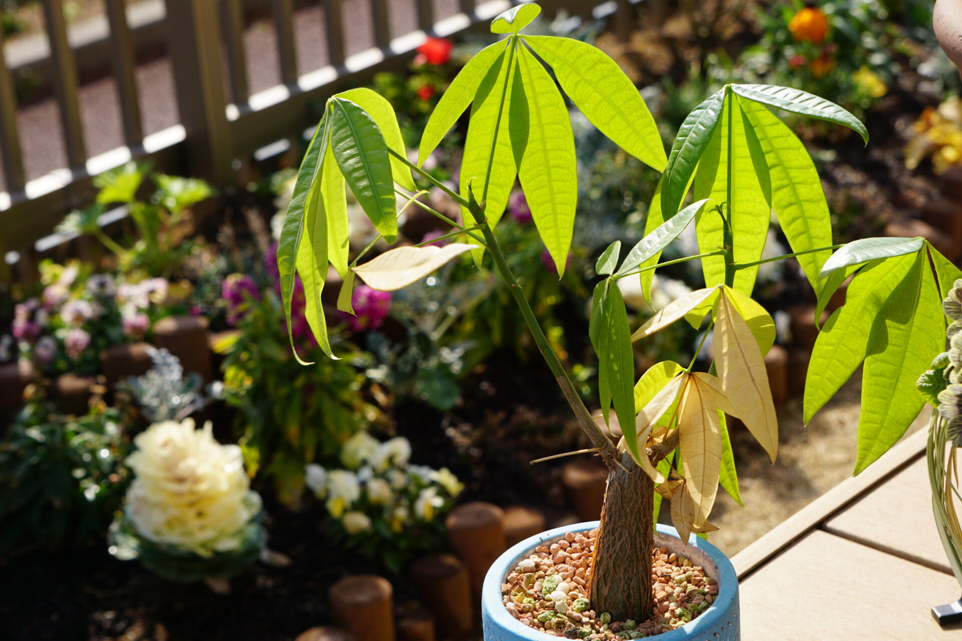 【パキラの育て方】観葉植物の超定番!水やりや剪定の方法を解説