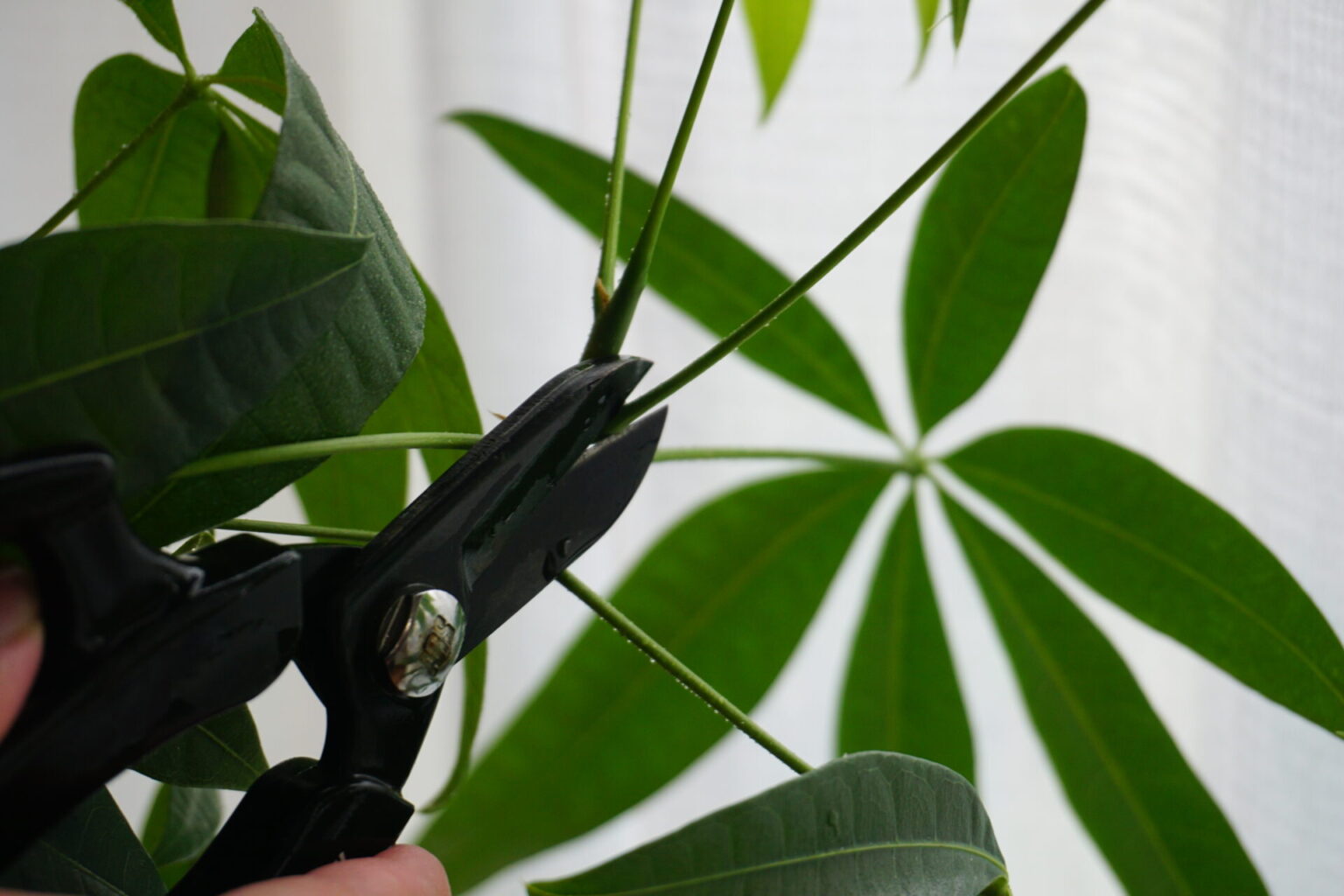 【パキラの育て方】観葉植物の超定番|失敗しない水やり・日当たり・葉が落ちる原因を解説