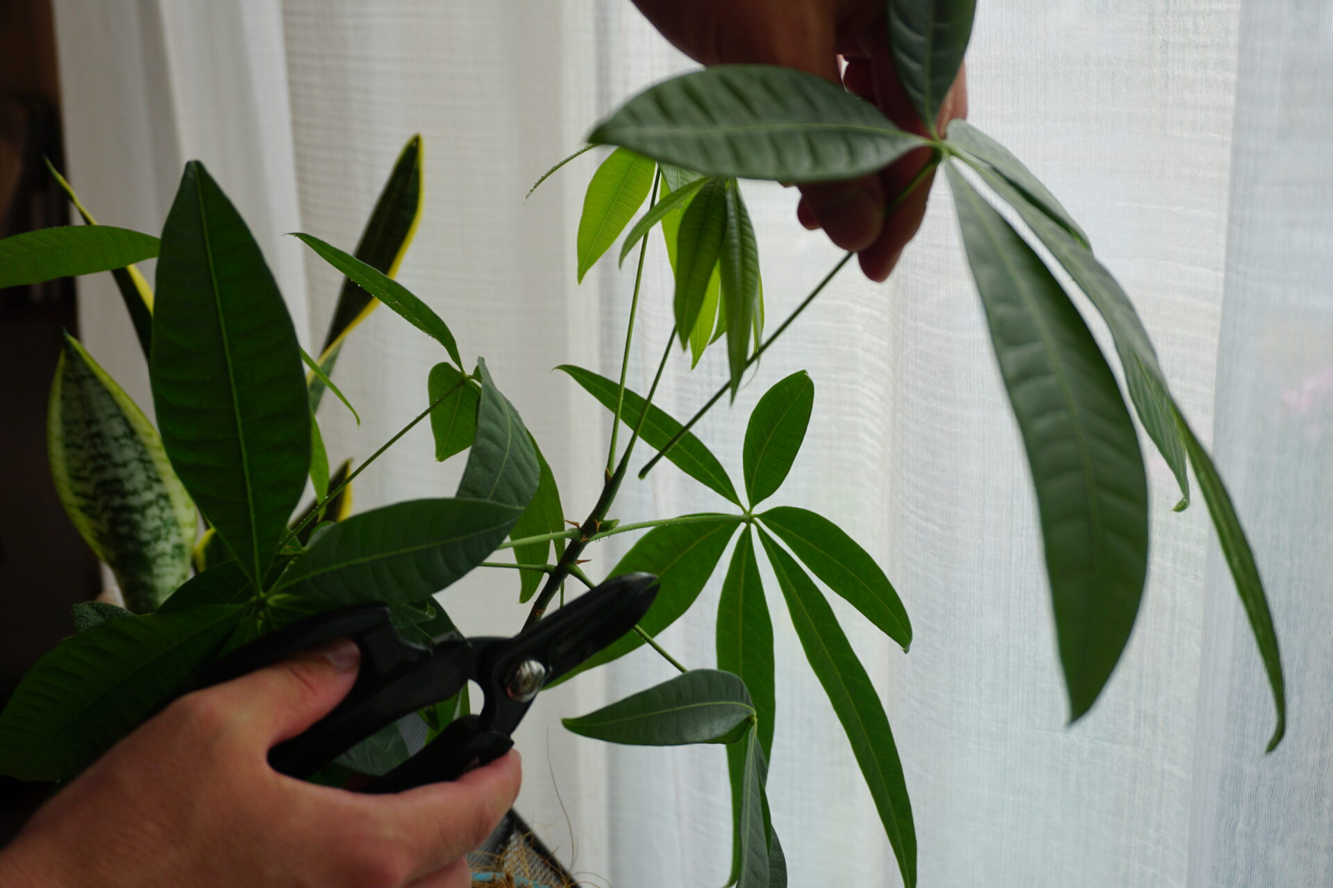 【パキラの育て方】観葉植物の超定番|失敗しない水やり・日当たり・葉が落ちる原因を解説