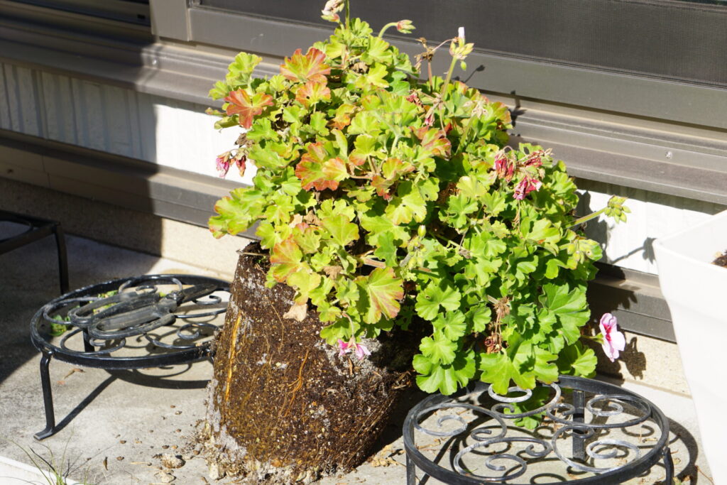 ゼラニウムの植え替え写真