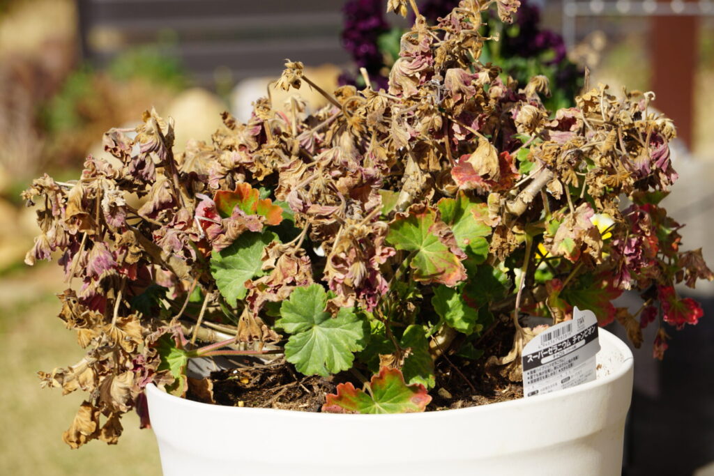 冬の寒さで弱ったゼラニウム