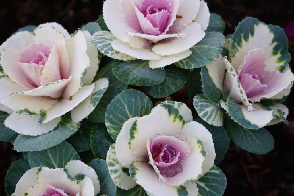 冬の花壇を彩る葉牡丹