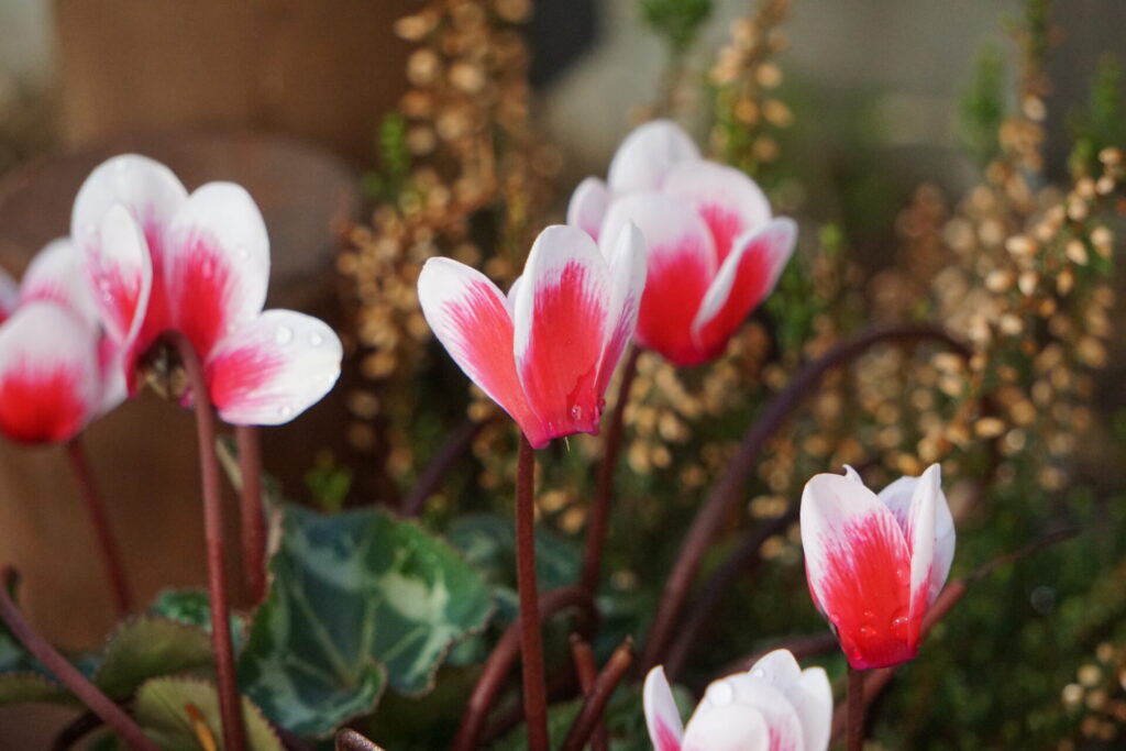 ひらひらと華やかに咲くガーデンシクラメン