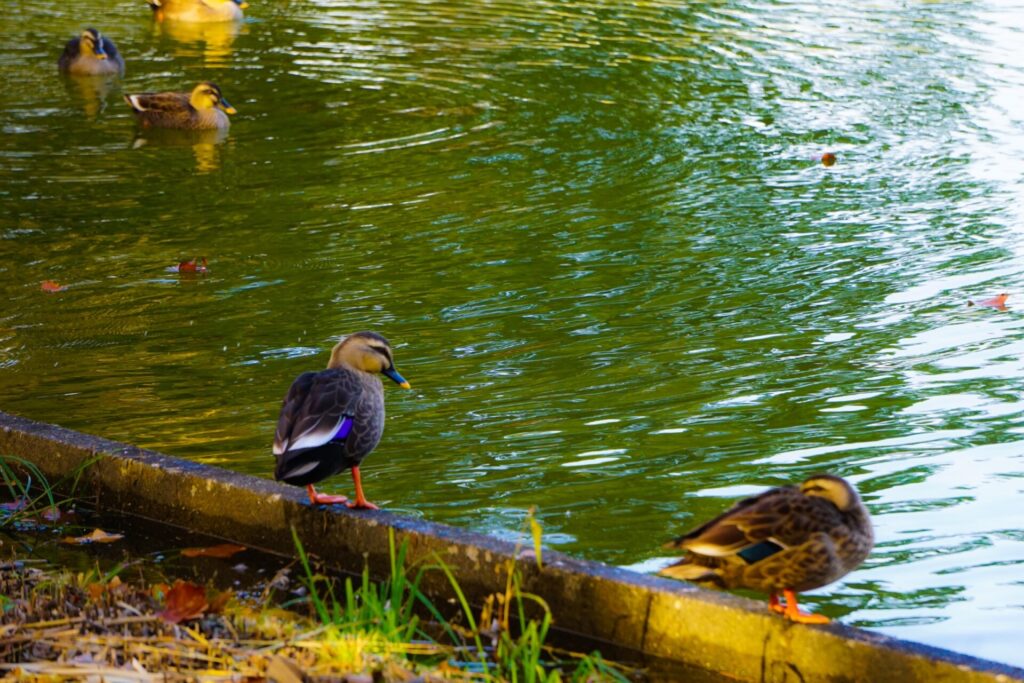 水鳥の池　水鳥