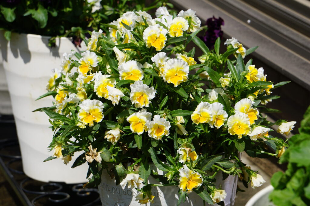 ４月上旬になっても花を咲かせるエッグタルト