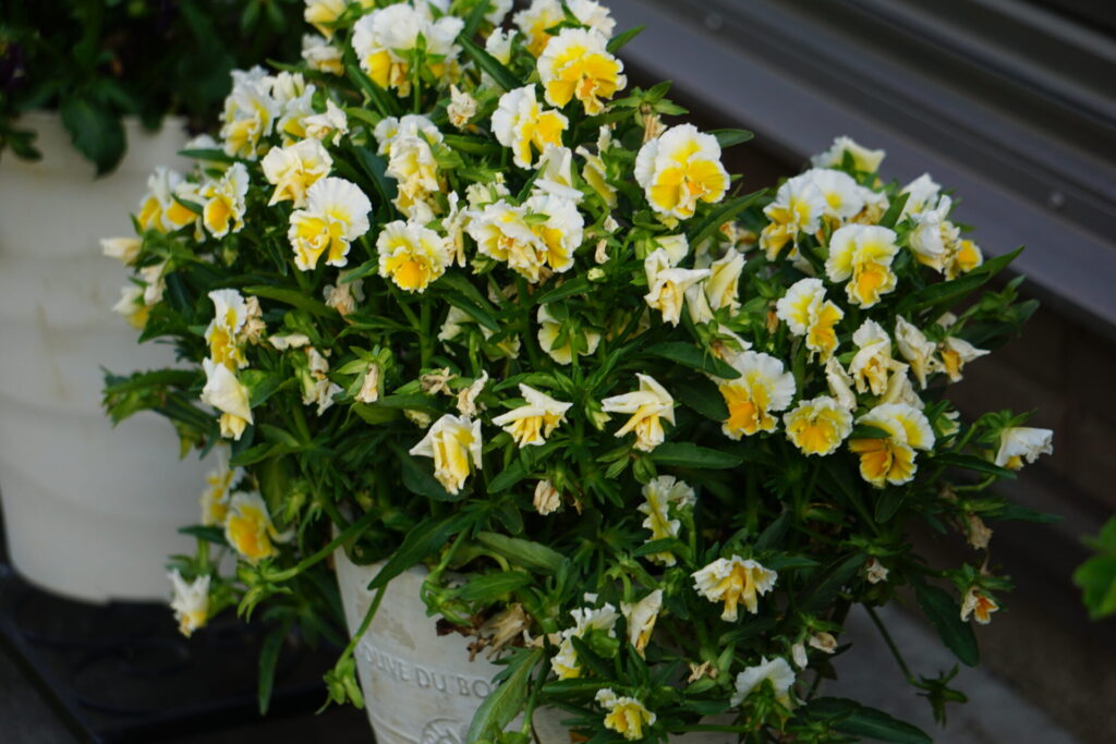 ４月下旬のエッグタルト