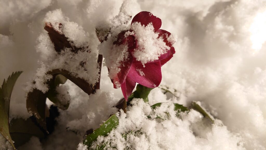 氷の薔薇　雪