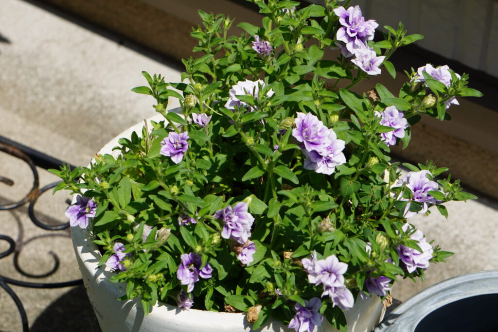 株が乱れた切り戻し前のサフィニアフリル