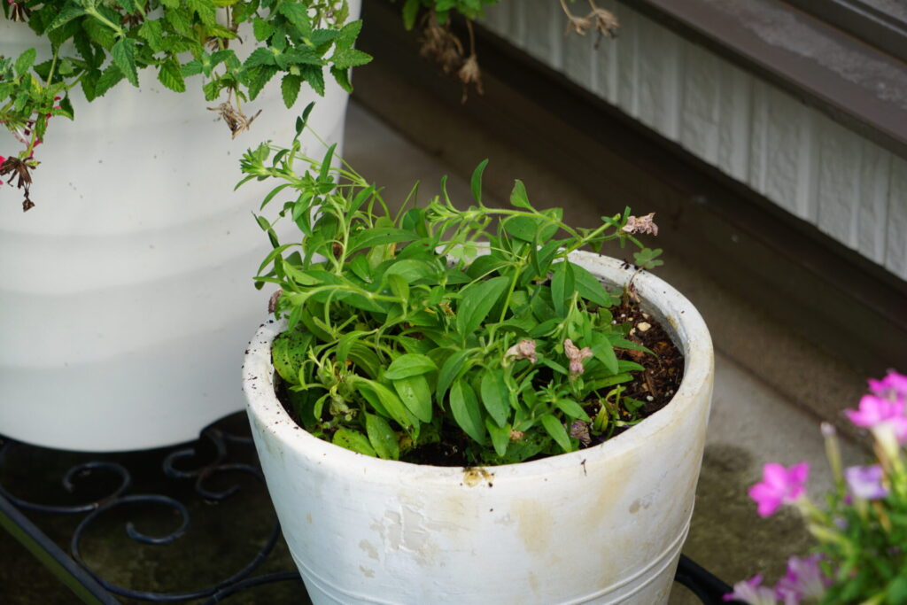 切り戻し後のサフィニアフリル