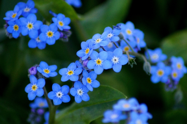 ワスレナグサ　コバルトブルーの花
