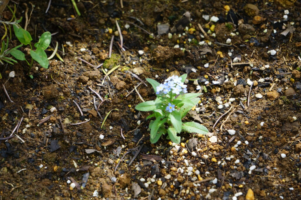 地面から自然に発芽したワスレナグサの若い株