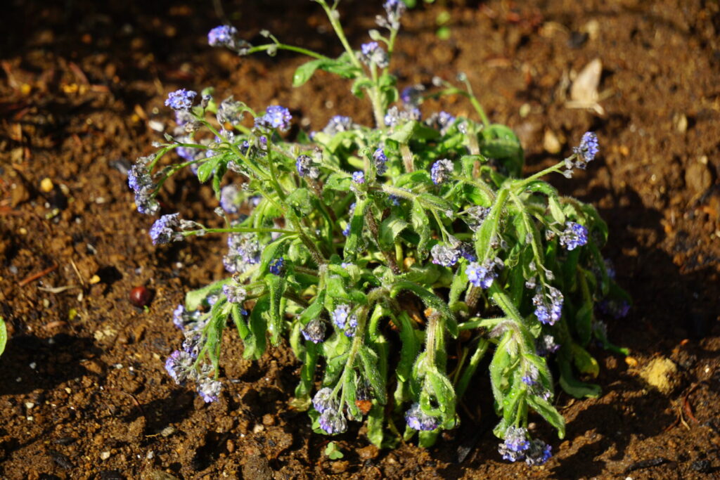 高温多湿の影響で葉が萎れ弱ったワスレナグサの株